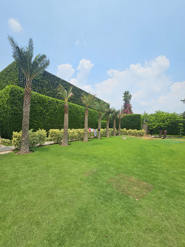 Metron World lawn and palm plantation project