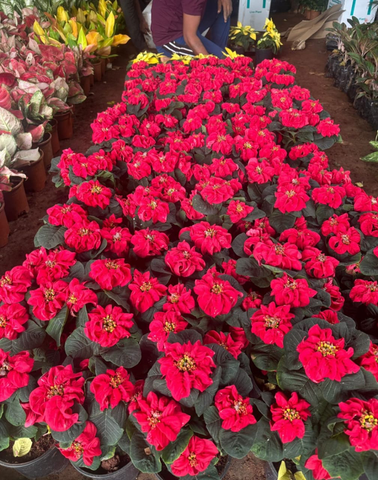 Flowering plants supplied by Metron World nursery