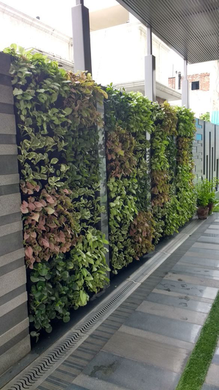 Vertical green wall plantation project