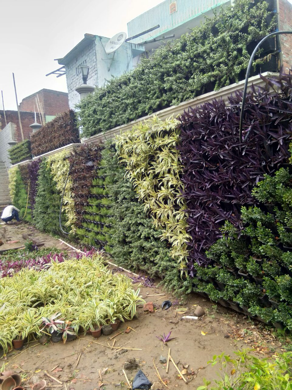 Vertical garden and exterior green wall plantation
